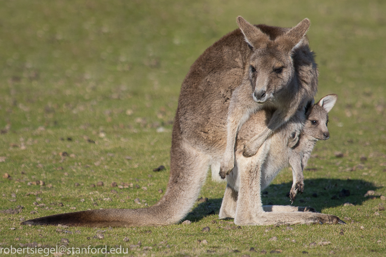 kangaroo and joey